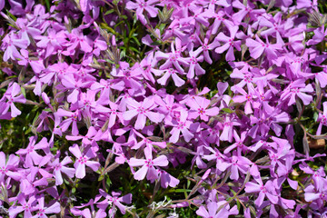 Fototapeta premium Creeping Phlox flowers
