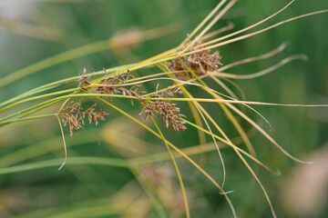 Papyrus sedge flowers