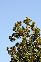Southern magnolia tree
