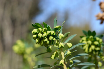 Wulfens spurge flowers