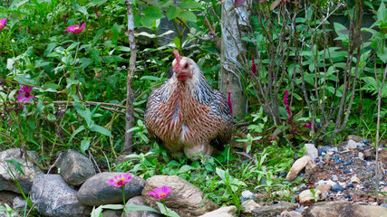 Chicken on the farm. A chicken sits in the grass against the backdrop of bushes on a farm.