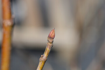 Ice Crystal Fig branch with bud