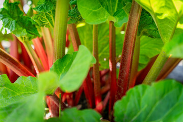 Obraz premium Red rhubarb. Ripe red stems of rhubarb (Rheum rhabarbarum) growing in vegetable garden.