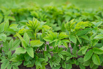 Aegopodium podagraria commonly called ground elder. Fresh young goutweed leaves using for food in spring. Green background. Selective focus.