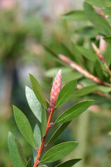 Crimson bottlebrush Splendens flower buds