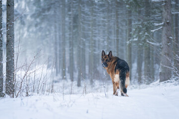 German Shepherd in forest in a winter day and white snow arround. The German Shepherd has served as a herder, guardian and defender.