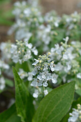Catmint Snowflake flowers