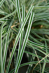 Striped Weeping Sedge Everest leaves