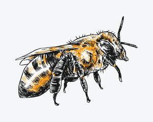 Honeybee, bee sketch drawing engraving. Isolated on white background. Vector illustration.