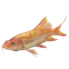 Fototapeta premium [Transparent Background PNG]Golden Fish on White Background