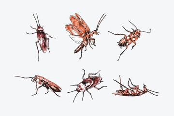 Set of hand drawn of cockroach. sketch drawing. Different pose, gesture. Colored vector illustration.