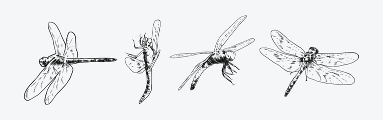 set of hand drawn illustration of dragonfly. Different pose, action. Isolated background. Monochrome vector engraving.