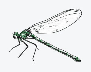 hand drawn illustration of dragonfly. Different pose, action. Isolated background. Colored vector engraving.