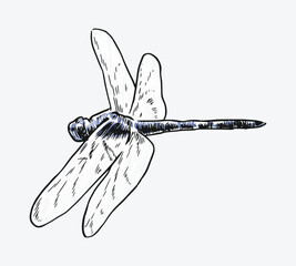 hand drawn illustration of dragonfly. Different pose, action. Isolated background. Colored vector engraving.
