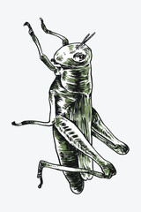 Hand drawn grasshopper sketch engraving. Isolated background. Vector illustration.