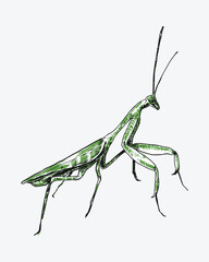 Praying mantis engraving, sketch drawing. Isolated on white background. Colored vector illustration.