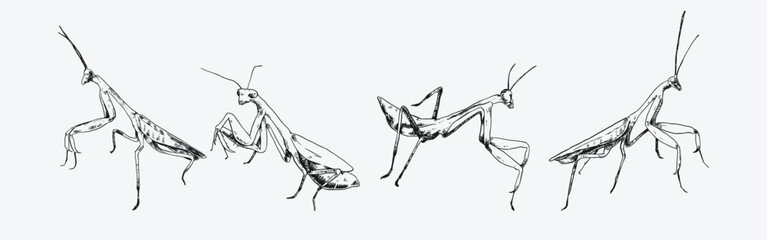 Set of praying mantis engraving, sketch drawing. Isolated on white background. Monochrome vector illustration.