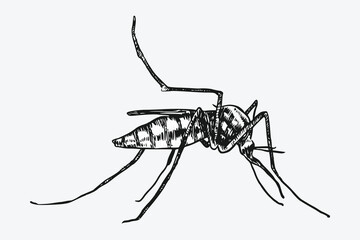 Mosquito drawing. Isolated on white background. Different action, pose, Monochrome vector hand drawn illustration.
