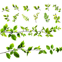 Collection of branch with leaves isolated on white background