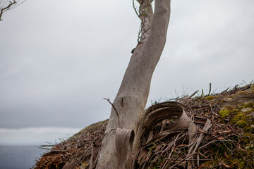 tree in the forest