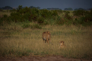 Cheetah in the wild