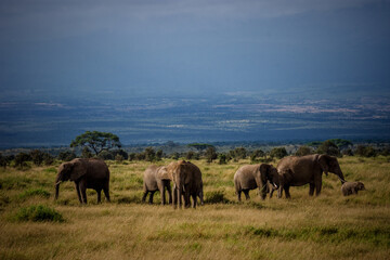 Fototapeta premium herd of elephants in africa