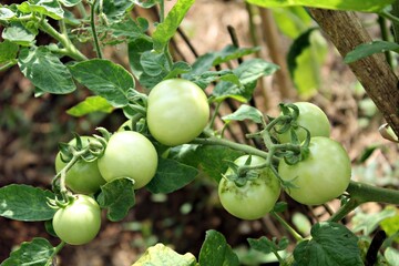 unripe tomatoes in the garden