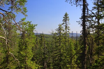 Lush forest with a dense canopy of trees in Bjornlandets national park, Sweden