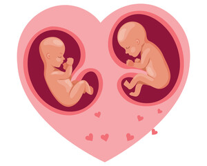 Twin embryos in mother's heart. Fetal development during pregnancy. Illustration, vector