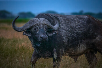 Close up of water buffalo