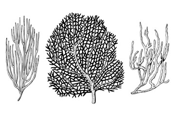 Naklejka premium A set of sea fan, ocean coral reef organizm. Hand drawn vector illustration isolated on white background. Graphic black and white sketch style. For clip art package
