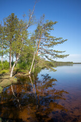 Obraz premium trees at calm lake waterline, Papinjärvi Oulu Finland