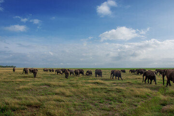 Big herd of elephants