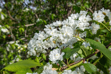 Prunus padus, bird cherry tree white flowers