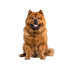 Chow Chow Dog Isolated on Transparent Background