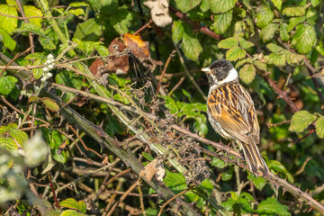 Reed bunting on a branch with a worm in it beak close up