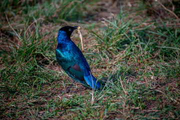 Blue bird with prey