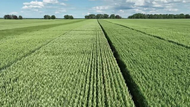 field of wheat vith different varieties