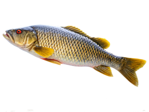 Fresh common carp fish