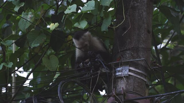 Monkey eating a telephone cable electric power lines wires 
