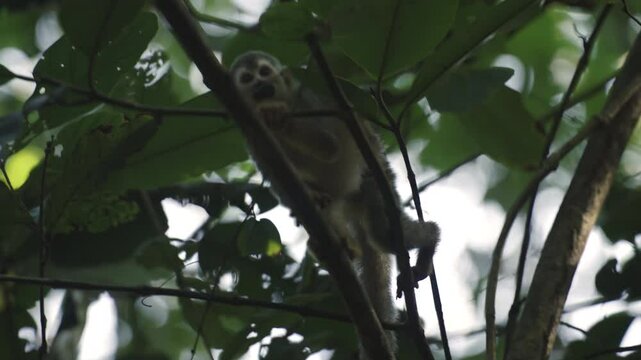 The titis, or titi monkeys, New World monkey climbing a tree in tropical rainforest jungle of Central America 