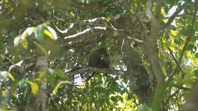 Couple of The titis, or titi monkeys, New World monkey standing on a tree in costa rica tropical rainforest jungle in central america 