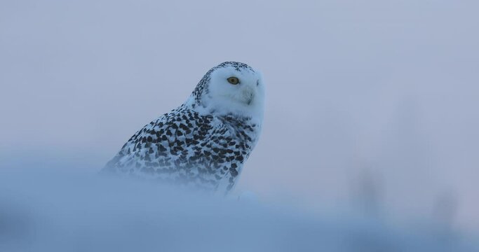 Owl at sunrise. Snowy owl, Bubo scandiacus, perched in snow in frosty morning. Arctic owl observing surroundings. Beautiful white polar bird with yellow eyes. Winter in wild nature. Isolated on white.