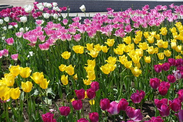 Numerous bright and colorful flowers of tulips in mid May