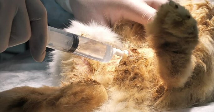 The doctor flushes the urinary catheter from a syringe with a medicinal solution. A veterinarian treats a rabbit's urinary system. Washing the rabbit's urethra from stones through a urinary catheter.
