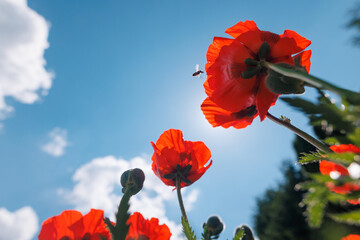 Fototapete bei efototapeten.de bestellen   