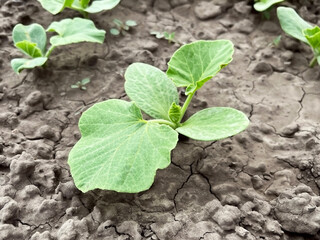zucchini sprout growing on a bed in a vegetable garden