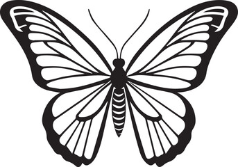 Black and white butterfly vector illustration 