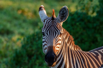 Naklejka premium Beautiful zebra close up