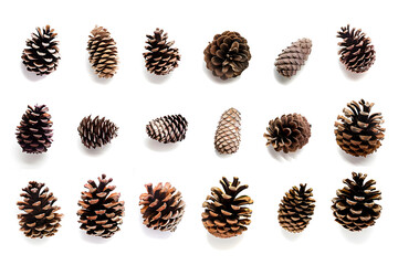 Collection of small pinecones isolated on white background